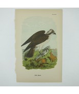 Bird Lithograph Print Fish Hawk after John James Audubon Antique 1890 - £15.97 GBP
