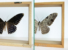 Thysania Agrippina RARE White Witch Giant Moth Entomology Double Glass D... - $149.99