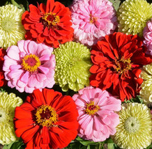 Zinnia Pink Lemonade Mix Songbirds Butterflies Hummingbirds Non Gmo  100 Seeds  - $8.99