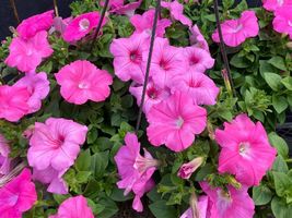 2000 Hot Pink Petunia Seeds Hanging Basket Trailing Groundcover Garden Container - £14.29 GBP