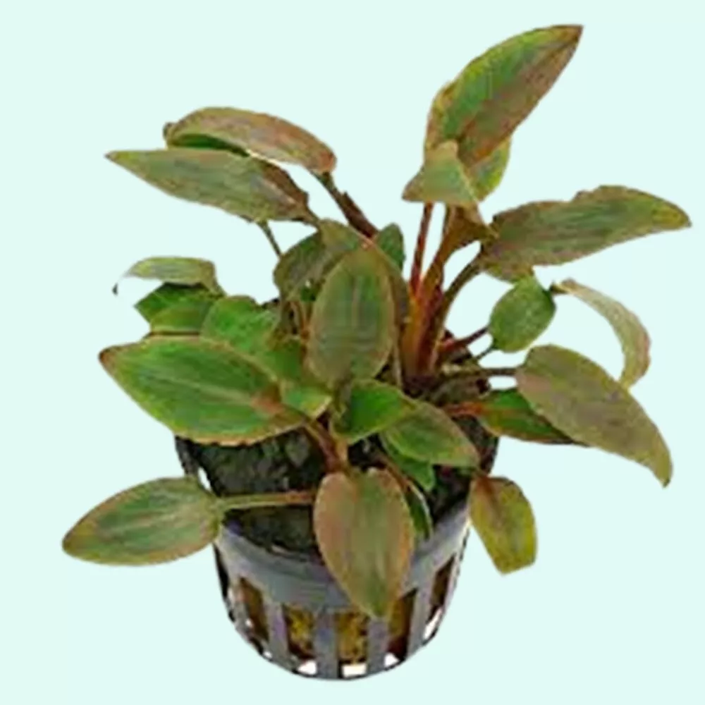 Small Aquarium Plant Cryptocoryne Crypt Wendtii Red  - £14.35 GBP