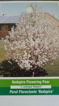 Redspire Flowering Pear Tree Home Garden Plants Landscape Trees Plant Flower - $140.60