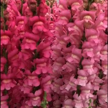 USA Seller Floral Arrangements 50 Snapdragon Seeds Maryland Rose Cut Flower Seed - £15.68 GBP