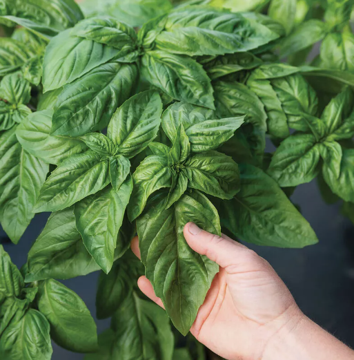 LD 200 Italian Large Leaf Basil Seeds Fast Shipping - $7.99
