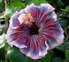 25 Red White &amp; Blue Hibiscus Flower Seeds Plants Garden Planting - £10.87 GBP
