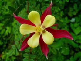 Shipped From Us 100 Mckanas Giant Columbine Mix Aquilegia Flower Seeds, LC03 - £16.84 GBP