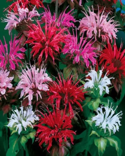 WWATER 25 Seeds Panorama Mix Bee Balm Flowers USA Seller - £8.62 GBP