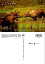 Alaska Largest Member Of Deer Family The Moose VTG Postcard - £7.36 GBP