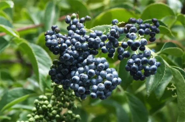 50 Blue Elderberry Seeds Sambucus Caerulea Non-Gmo Seeds Usa Seller - £15.72 GBP