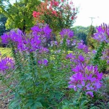 Hot Purple Spider Flower (Cleome) 30 SEEDS Bold Bright Color Gardening Easy Grow - £7.54 GBP