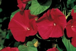 HSeeds Morning Glory Seeds 30+ Scarlet O&#39; Hara Flower Annual Climbing Vines Free - $2.76