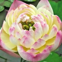 USA Seller 5 Philippine Gold Lotus Seeds Nelumbo Nucifera Free Shipping - £13.05 GBP