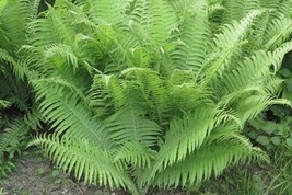 Athyrium Lady Woodland Fern Wildflower Femina Filix Plant Perennial 10 Bare Root - £28.14 GBP