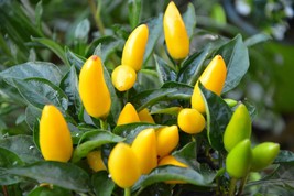 Seed Pack = =10 Seeds- Goldfinger Pepper Seeds! Heirloom- Non GMO - Colorful - £3.13 GBP