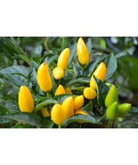 Seed Pack = =10 Seeds- Goldfinger Pepper Seeds! Heirloom- Non GMO - Colo... - £3.14 GBP