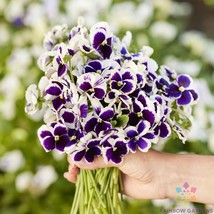 200 Seeds Swiss Giants Silverbride Pansy (Viola) Fresh Seeds - £7.07 GBP