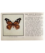 The Snout Butterfly 1934 Butterflies Of America Antique Insect Art PCBG14B - €17,17 EUR The Snout Butterfly 1934 Butterflies Of America Antique Insect Art PCBG14B - €17,17 EUR