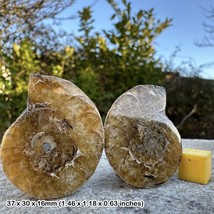 Genuine fossilized ammonite from madagascan jurassic era - authentic and - £15.59 GBP