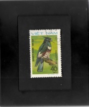 Tchotchke Framed Stamp Art - Asian Wildlife - Black Baza - $7.99