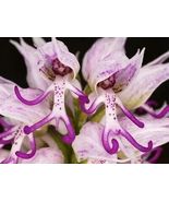 Italian Man Orchid Seeds Orchids Italica Poir 50 Seeds Fast Shipping - £7.09 GBP