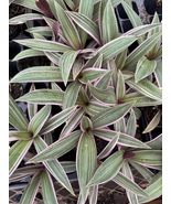 Oyster Bicolor and Tricolor Plant - €6,11 EUR
