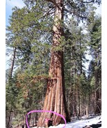 40 Giant Sequoia Sequoiadendron Giganteum Sierra Redwood Tree Seeds Fres... - £13.44 GBP