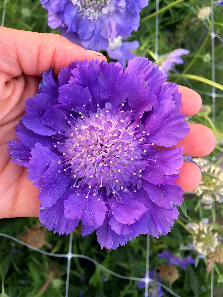 Scabiosa caucasica &#39;Fama Deep Blue&#39; 50 seeds - $8.13 CAD