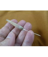 (w32-13) North American Porcupine tail quill Erethizon dorsatum craft su... - $23.00 CAD