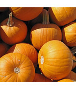 Small Sugar Pumpkin 100  - 800 Seeds best Pie or Carving prolific vines Heirloom - $8.01 CAD - $18.89 CAD