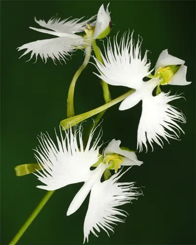 Japanese Radiata Plant White Egret Orchid, 100 Seeds - $12.19
