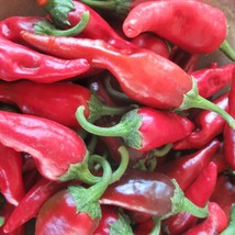 Organic Chimayo Pepper Gardening Fresh Usa Shipping - £6.95 GBP