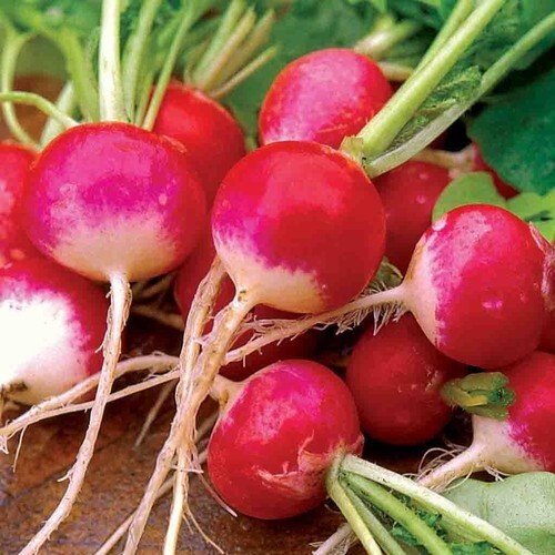 Sparkler Radish Seeds 200 Ct  - $4.75