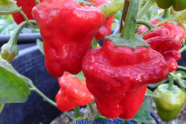 Chili Jamaican Red Mushroom - £3.12 GBP