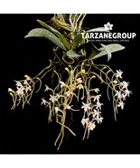 AERANGIS APPENDICULATA SMALL ORCHID MOUNTED - $917.35 MXN