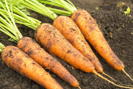 Carrot Seeds - Danvers 126  - Outdoor Living - Vegetable Seeds -  Free Shipping - £23.53 GBP