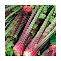 Premier Seeds Direct ORG180 Celery Red Stalk Organic Seeds (Pack of 2000)  - £6.39 GBP