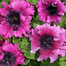 200 Seeds Ruffle Pink &amp; Purple Petunia Flowers Garden Planting Perennial - £11.02 GBP