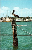 Pelican Along the Fabulous Waterways of Florida Postcard PC44 - £3.92 GBP