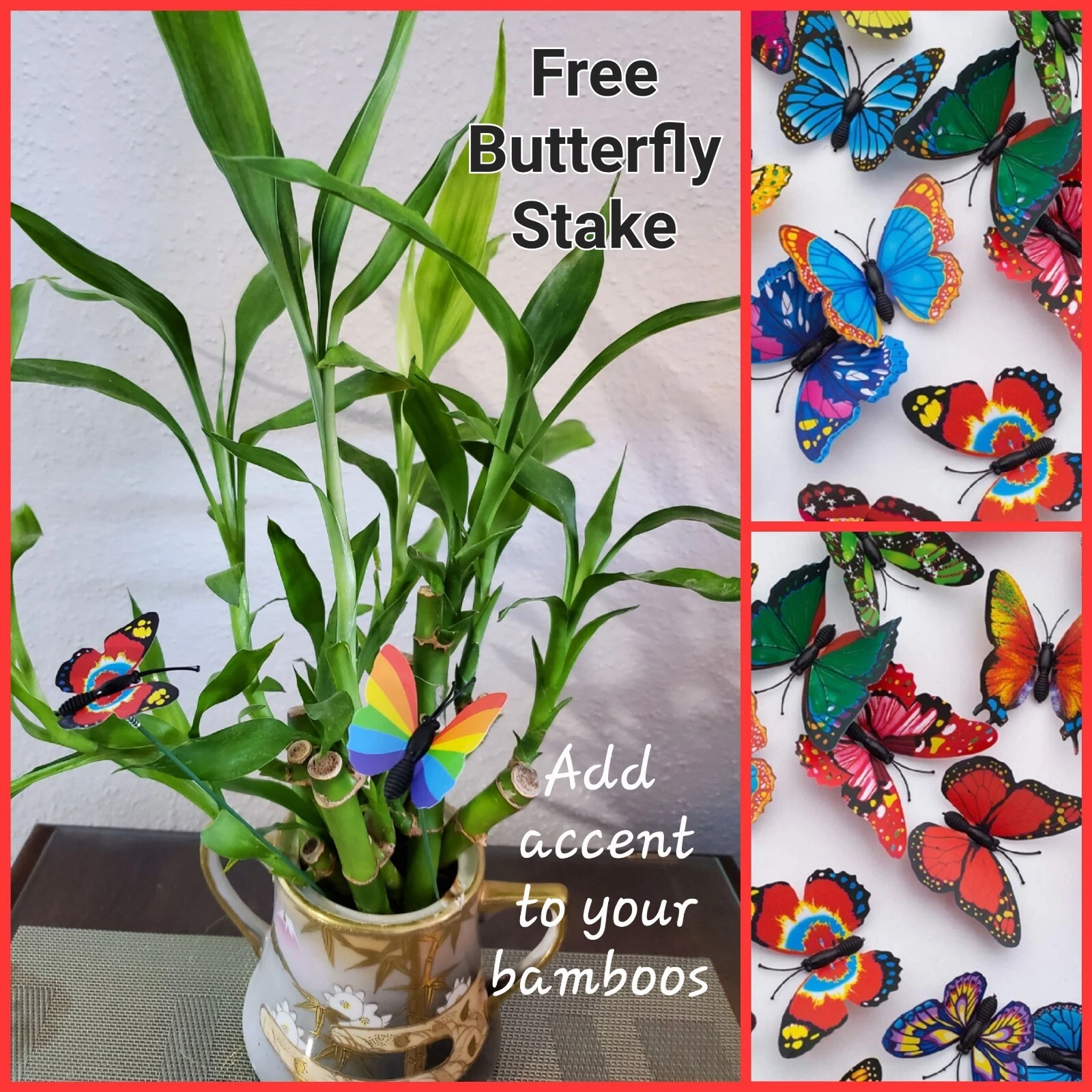 5 Lucky Bamboo 4&quot; Plants, Free BUTTERFLY STAKE,  GIFT, Perennial Indoor,... - $20.65