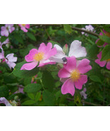 Rose Wild Pink Flower Prairie Rose 20 Seeds  From US - £5.18 GBP
