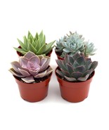 Rosette Succulent Variety Packs-20 Pack - $2,942.24 MXN