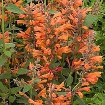 50 Orange Agasthache Hyssop Long Lasting Perennial Flower Seeds US Selle... - £7.35 GBP