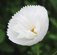 Cosmos Cupcake White Seeds 25 Seeds Per Packet Non-Gmo Garden USA - £7.64 GBP