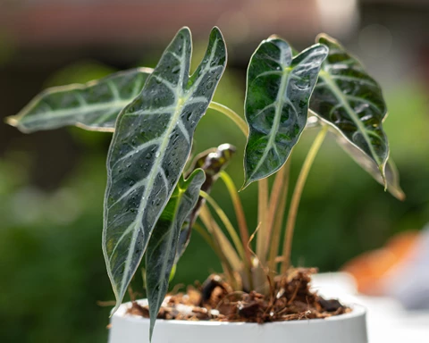 Live Plant New Guinea Gold Elephant Ear Alocasia - $41.98