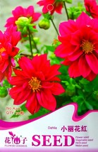 SL Middle-Sized Red Dahlia Shrub Perennial Flower Seeds, Original Pack, 50 Seeds - $1.38