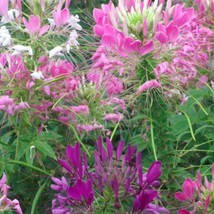 Spider Queen Mix Cleome Flower Seeds Organic Garden - $7.70