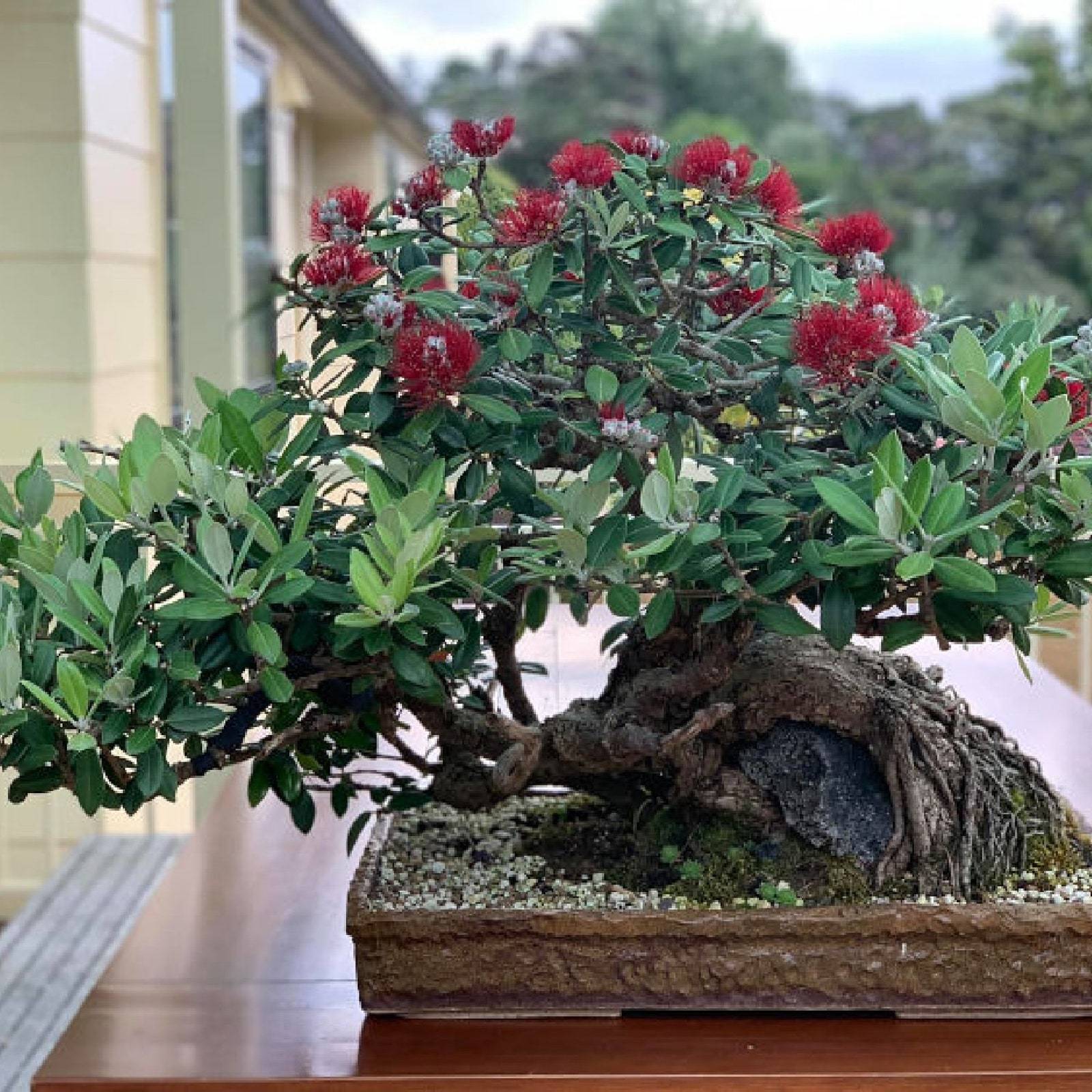 New Zealand Christmas Tree Metrosideros Tomentosa Exotic Tropical Showy Blooms E