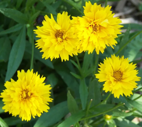 Coreopsis Early Sunrise Troublefree Bright Yellow Flowers - $8.58