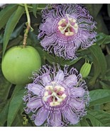 10 Passion Fruit (Maypop) Seeds (Hand Picked) Garden USA SELLER - $8.50