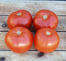 50 Seeds Bhn 602 Tomato Juicy Tomatoe Vegetable Edible Foodgardening Bea... - $8.82